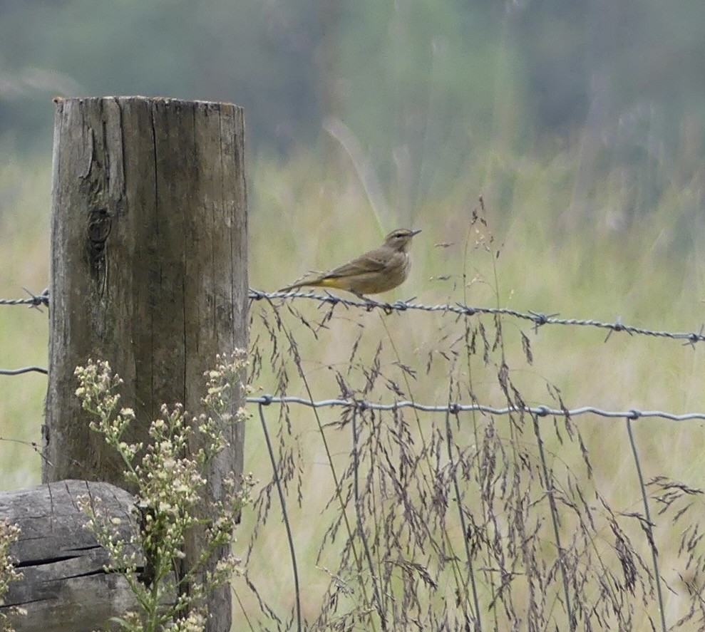 Palm Warbler - ML642391910