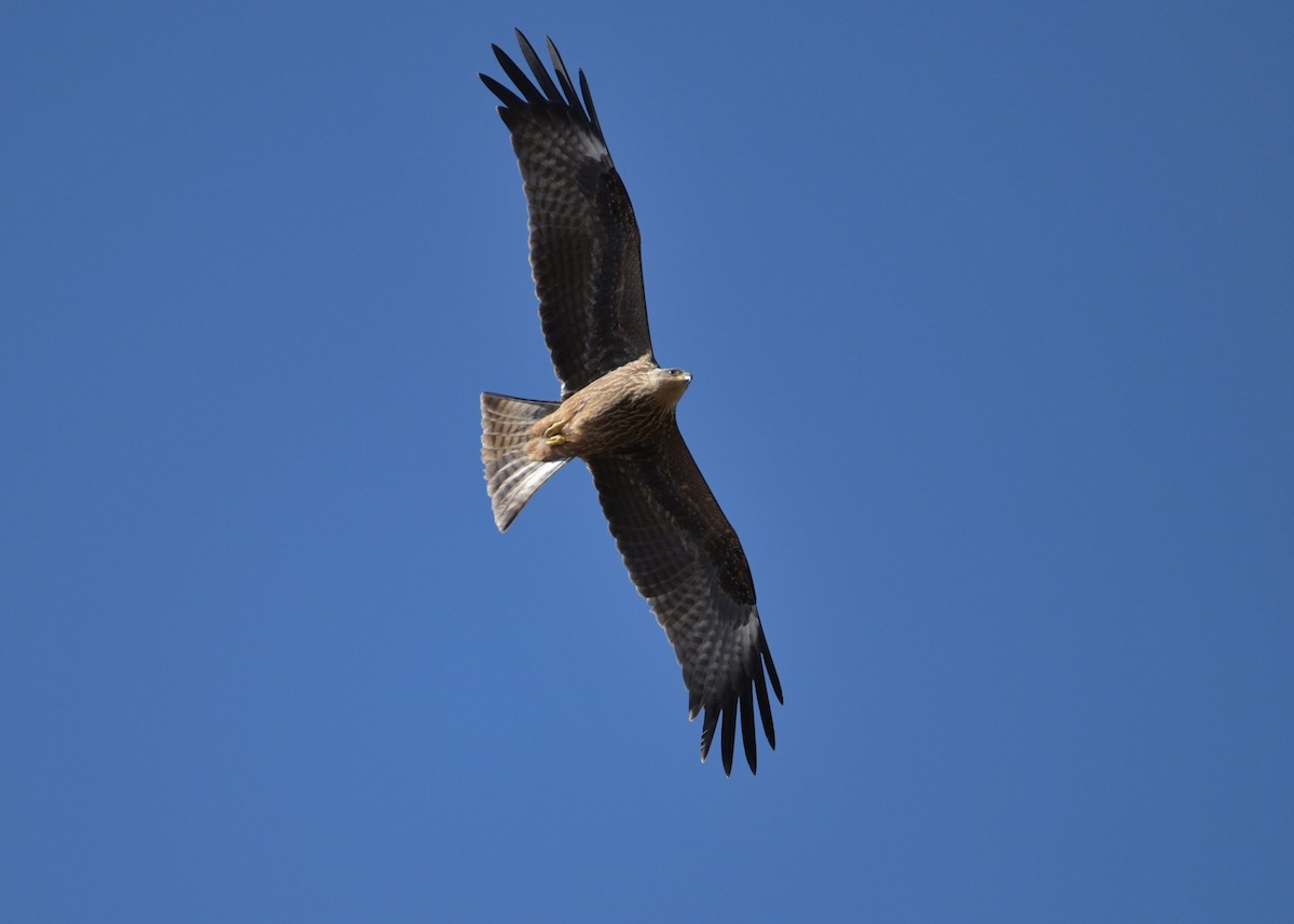 Black Kite - ML642391916