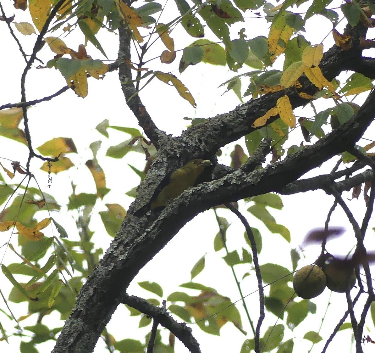 Scarlet Tanager - ML642391922