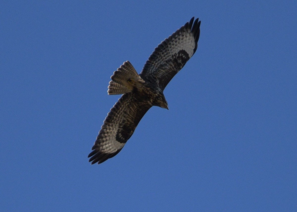 Common Buzzard - ML642391935