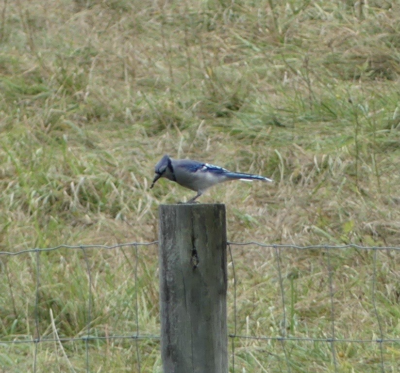Blue Jay - ML642391995