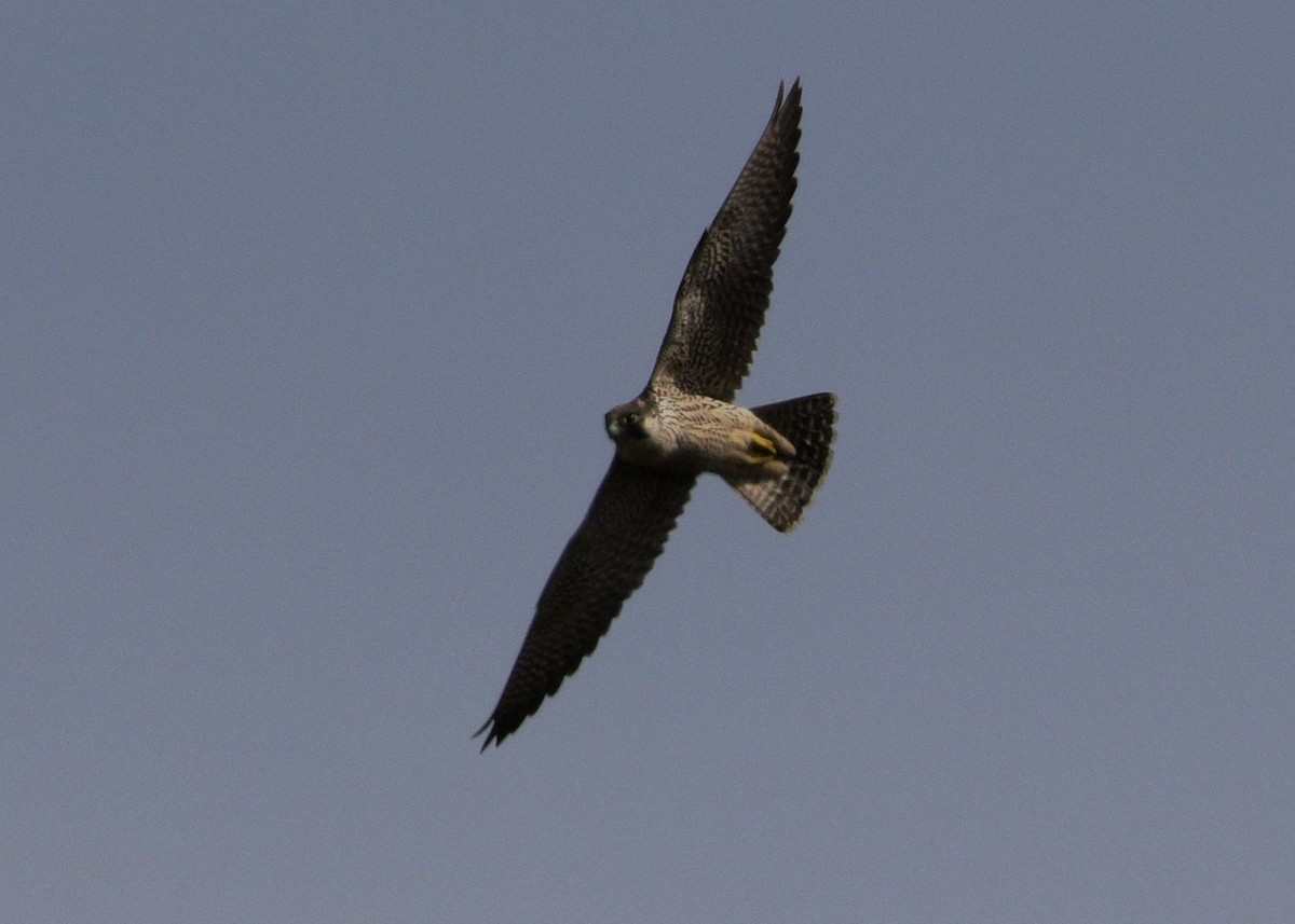 Peregrine Falcon - ML642392007