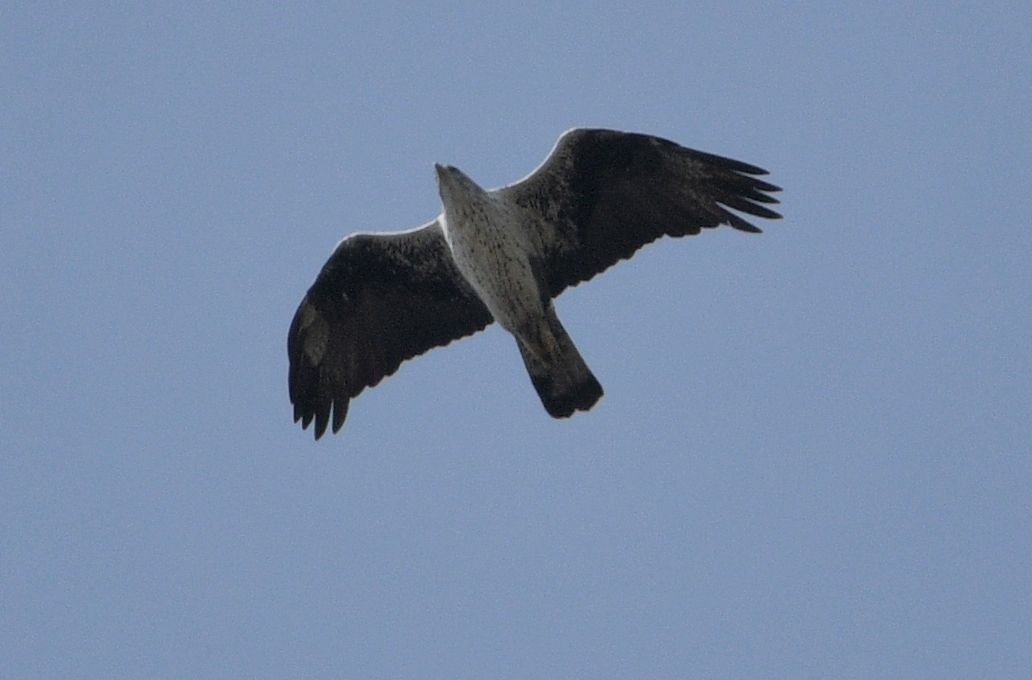 Bonelli's Eagle - ML642392015