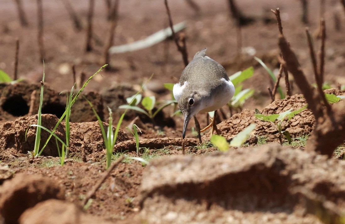 Spotted Sandpiper - ML642392033