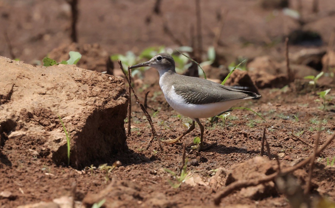 Spotted Sandpiper - ML642392034