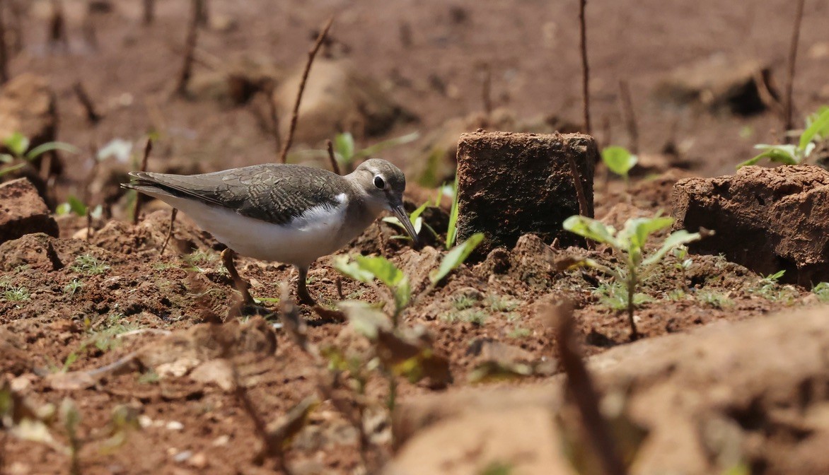 Spotted Sandpiper - ML642392035