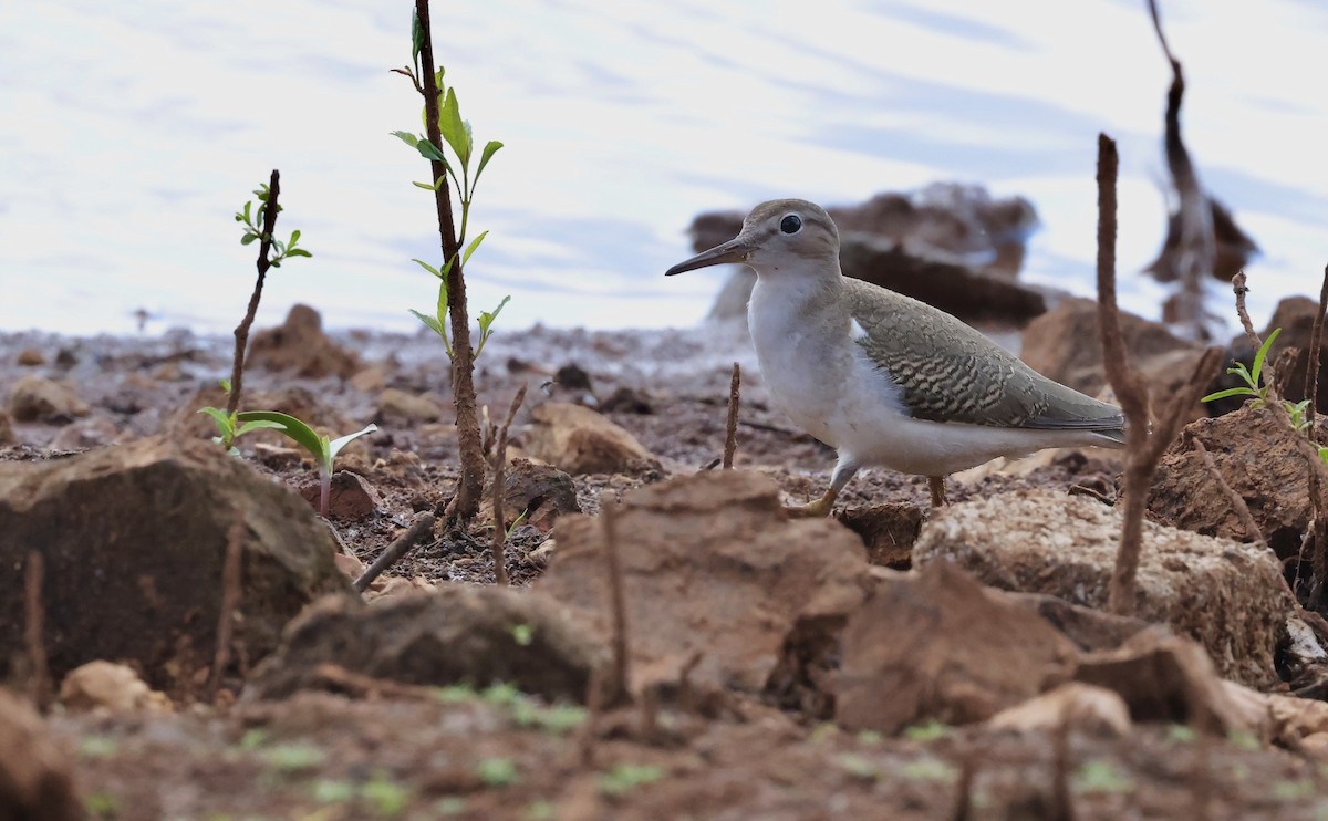 Spotted Sandpiper - ML642392036