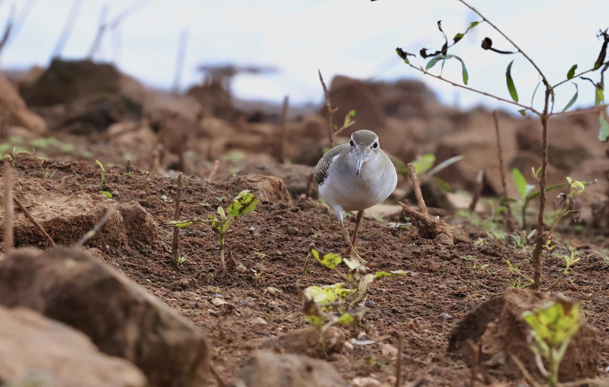 Spotted Sandpiper - ML642392037