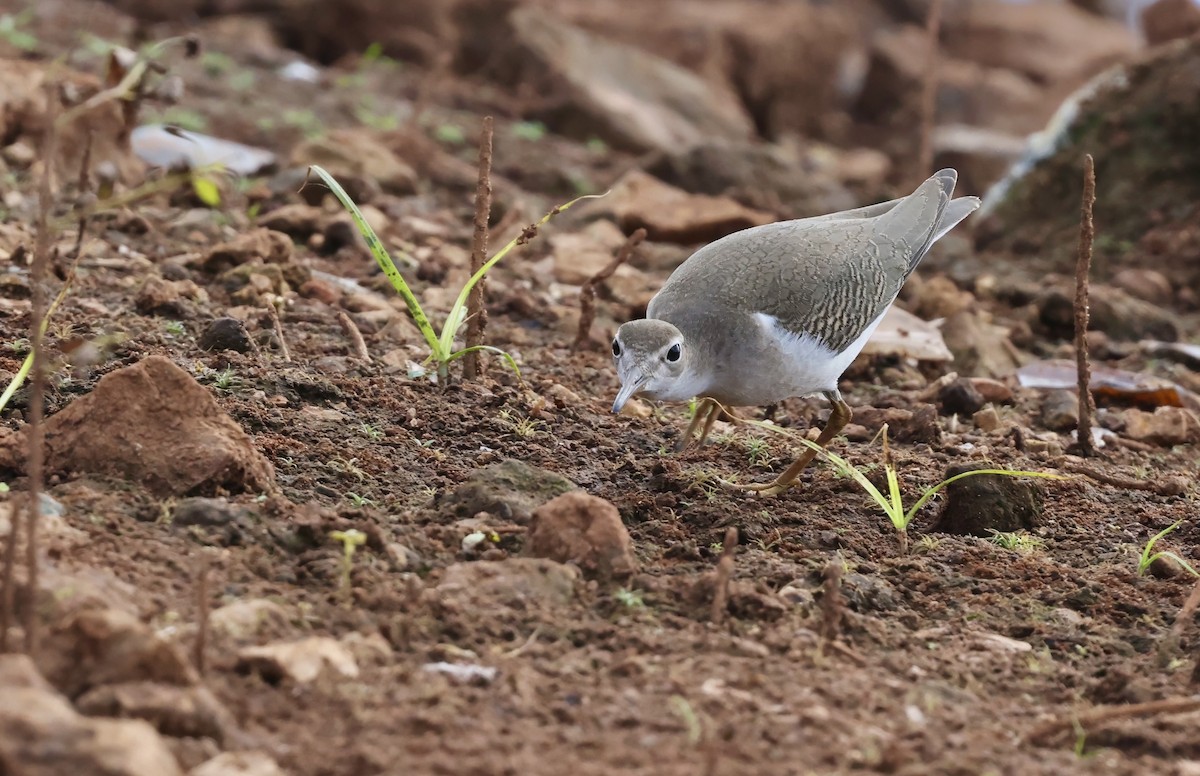 Spotted Sandpiper - ML642392039
