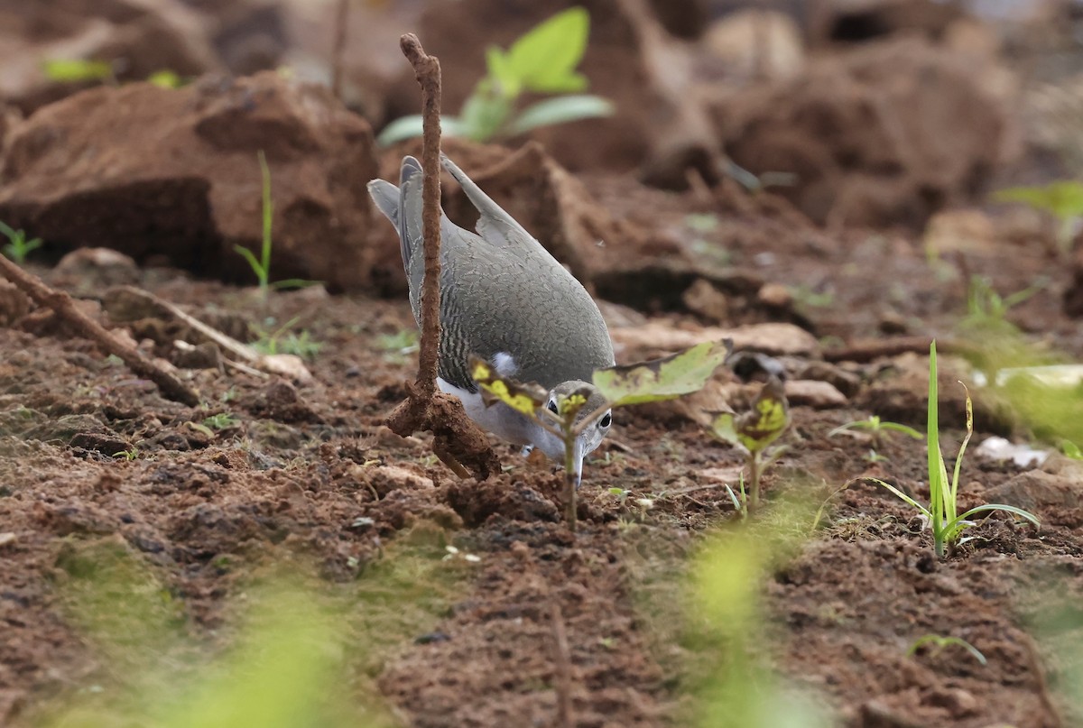 Spotted Sandpiper - ML642392040
