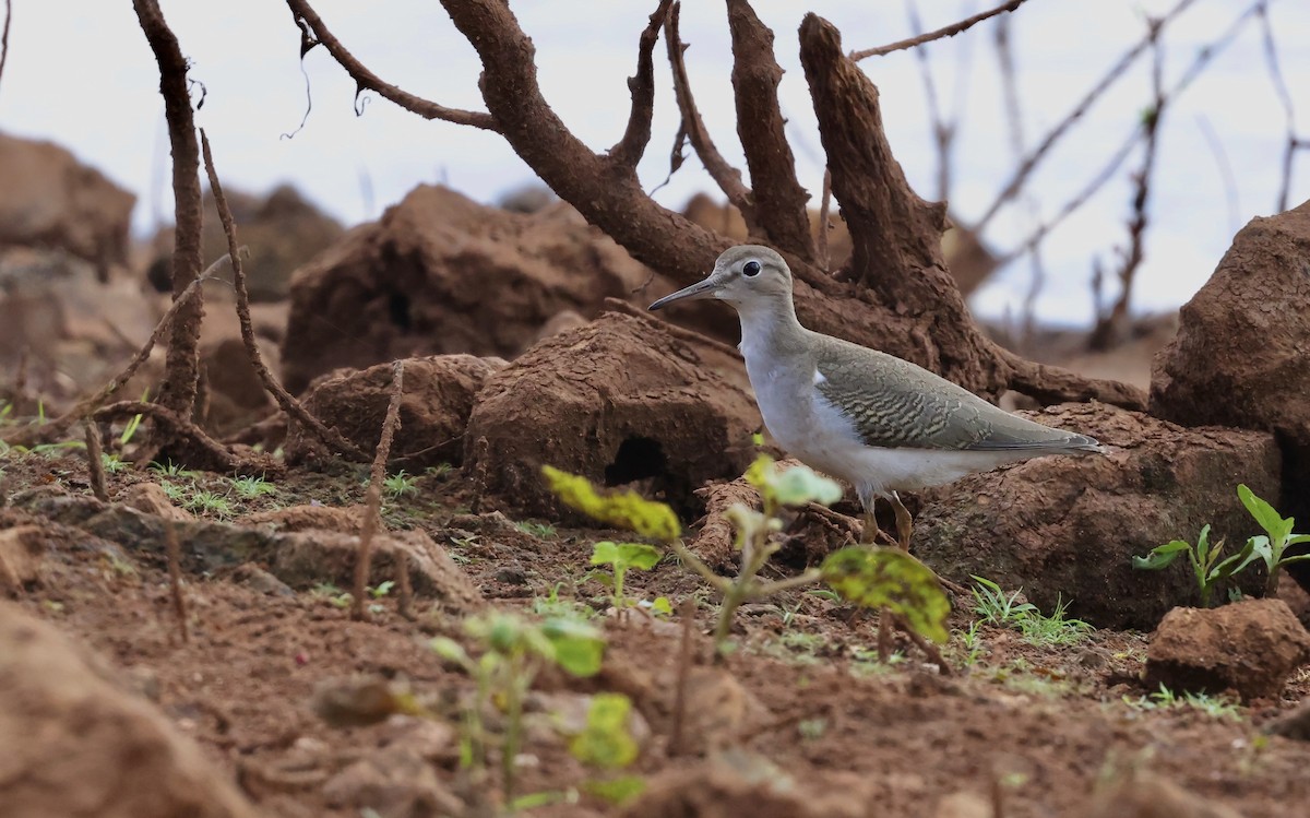 Spotted Sandpiper - ML642392041