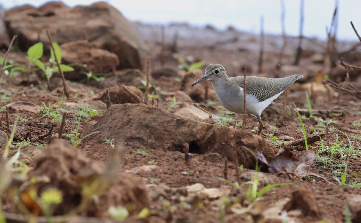 Spotted Sandpiper - ML642392042
