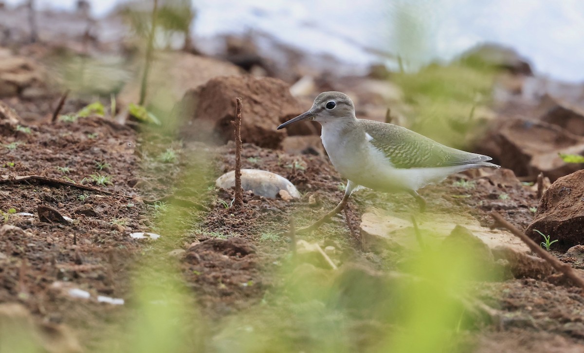Spotted Sandpiper - ML642392043