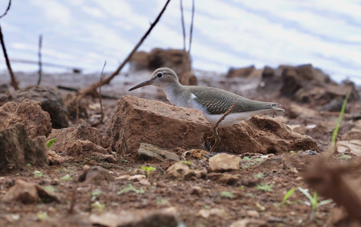 Spotted Sandpiper - ML642392044