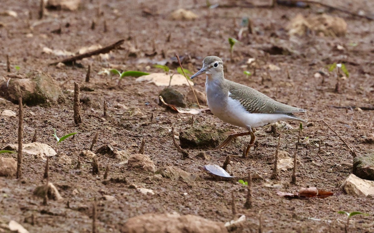 Spotted Sandpiper - ML642392045