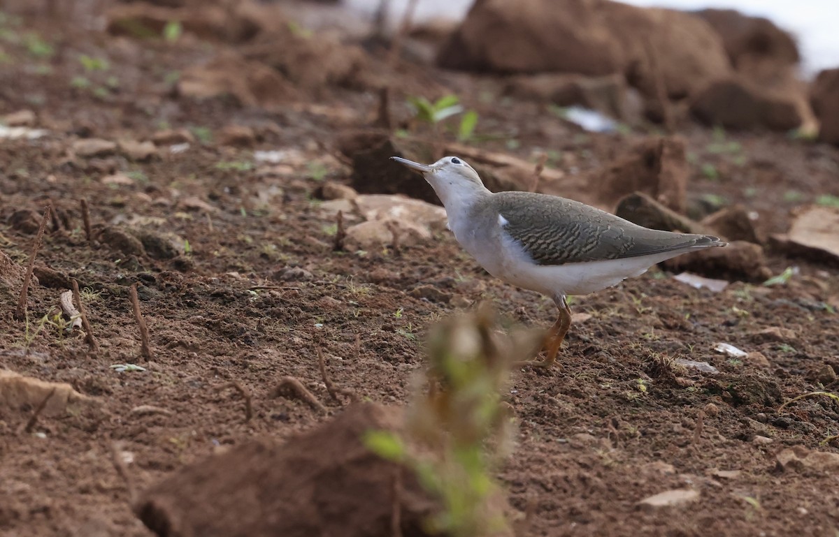 Spotted Sandpiper - ML642392046