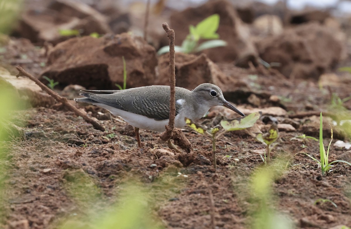 Spotted Sandpiper - ML642392047
