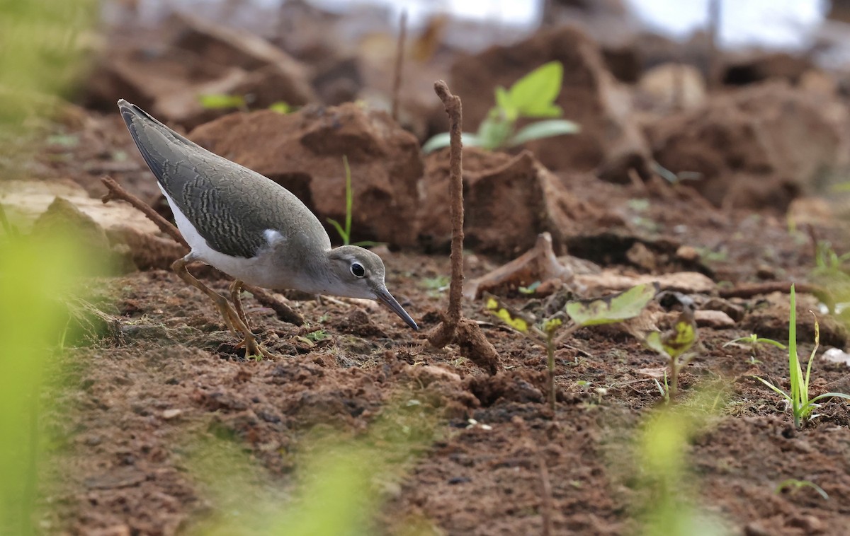 Spotted Sandpiper - ML642392049