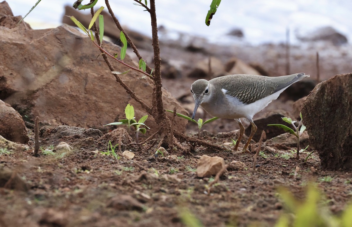 Spotted Sandpiper - ML642392050