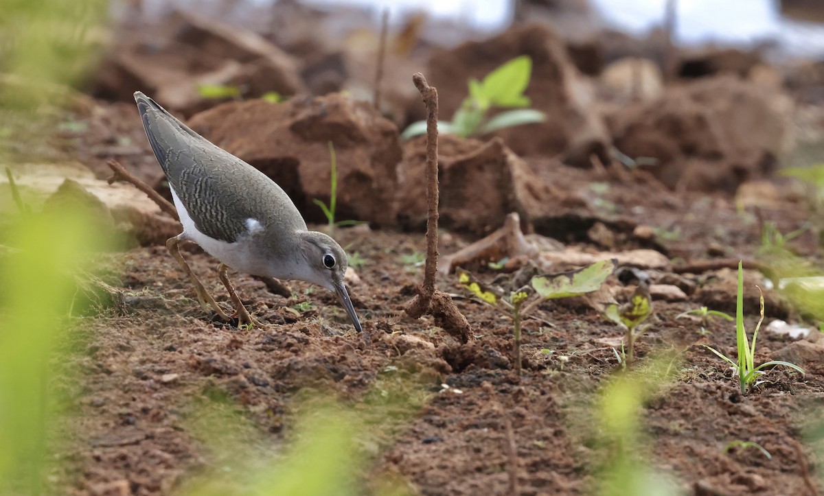 Spotted Sandpiper - ML642392051