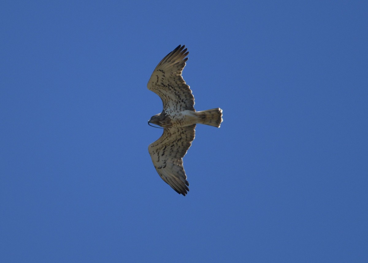 Short-toed Snake-Eagle - ML642392057