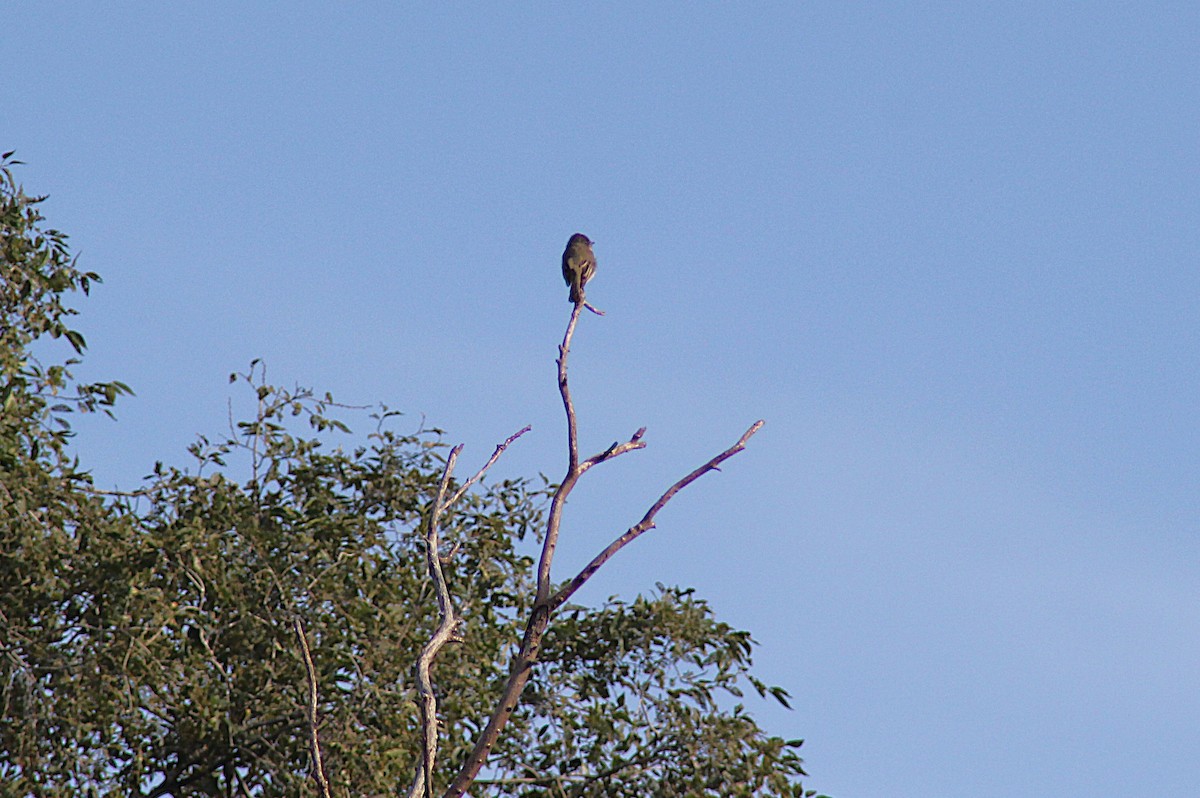 Eastern Phoebe - ML642392060
