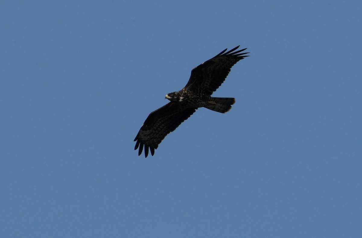 European Honey-buzzard - ML642392066