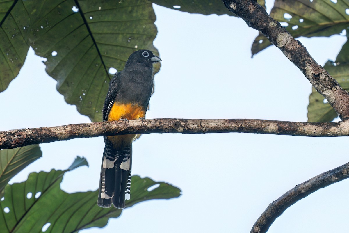 White-tailed Trogon - ML642392071