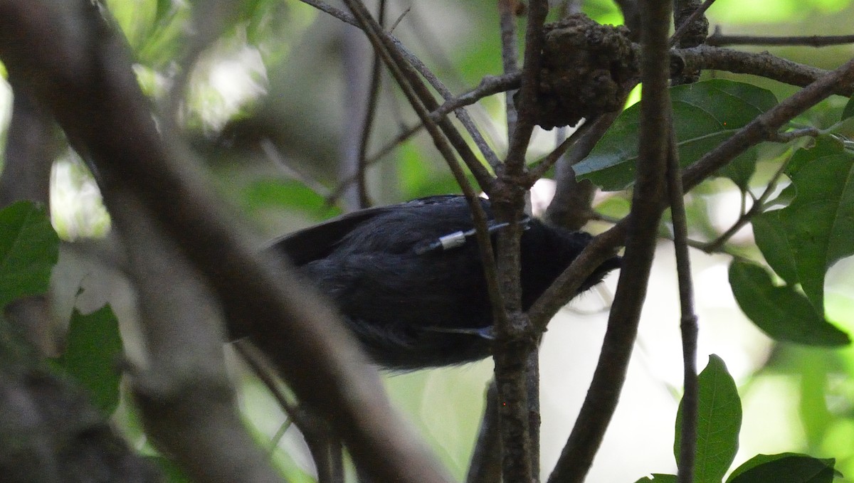 Slaty Antwren - ML642392092