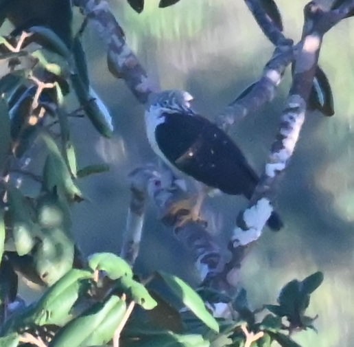 Black-faced Hawk - ML642392093
