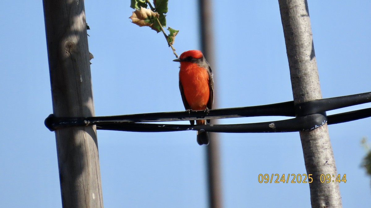 Vermilion Flycatcher - ML642392102