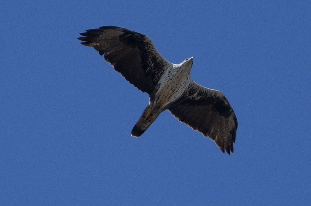Bonelli arranoa - ML642392105