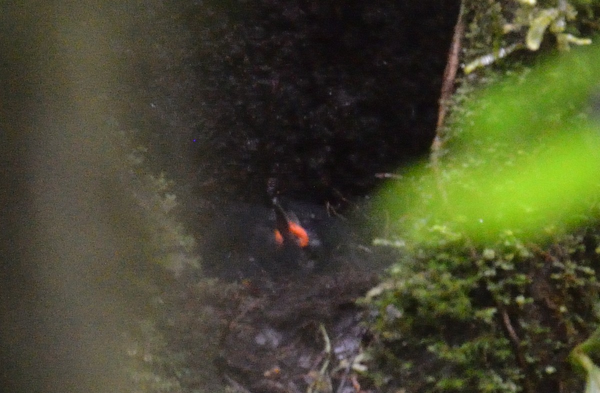 Scaled Antpitta - ML642392109
