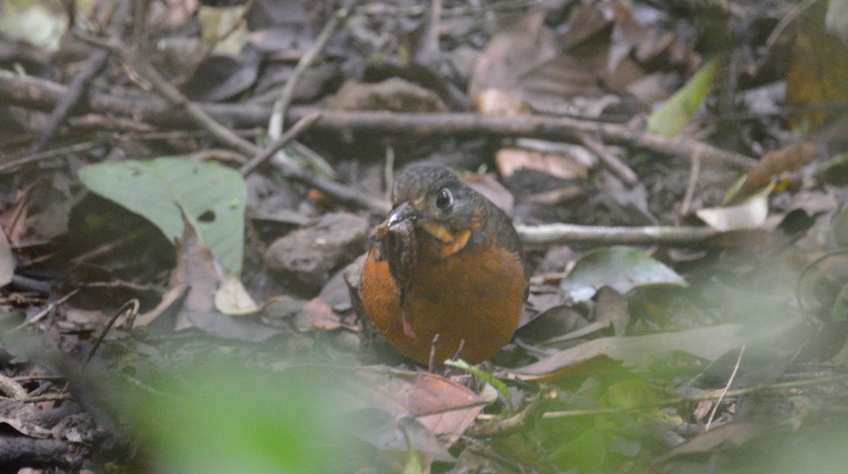 Scaled Antpitta - ML642392110