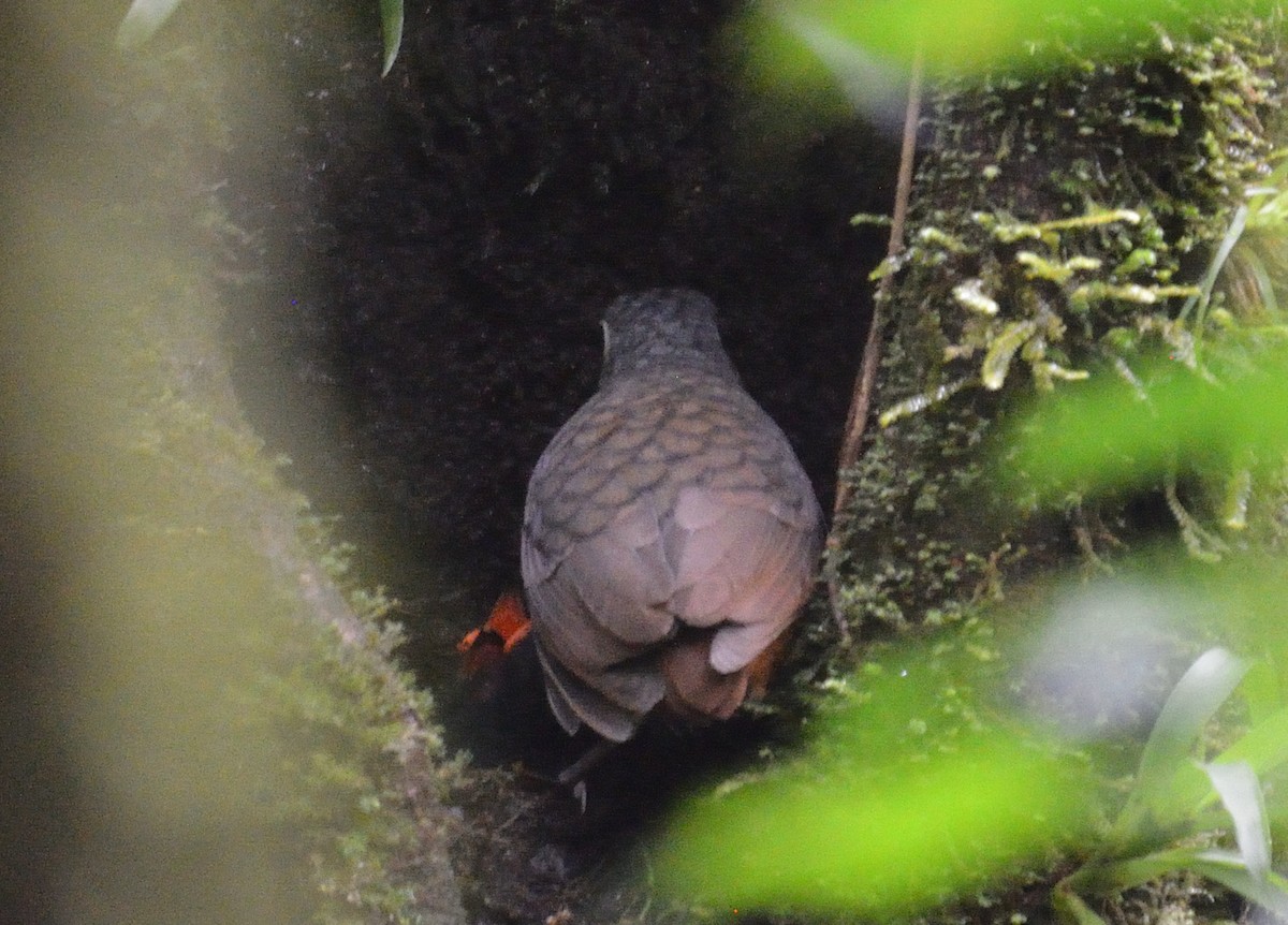 Scaled Antpitta - ML642392111