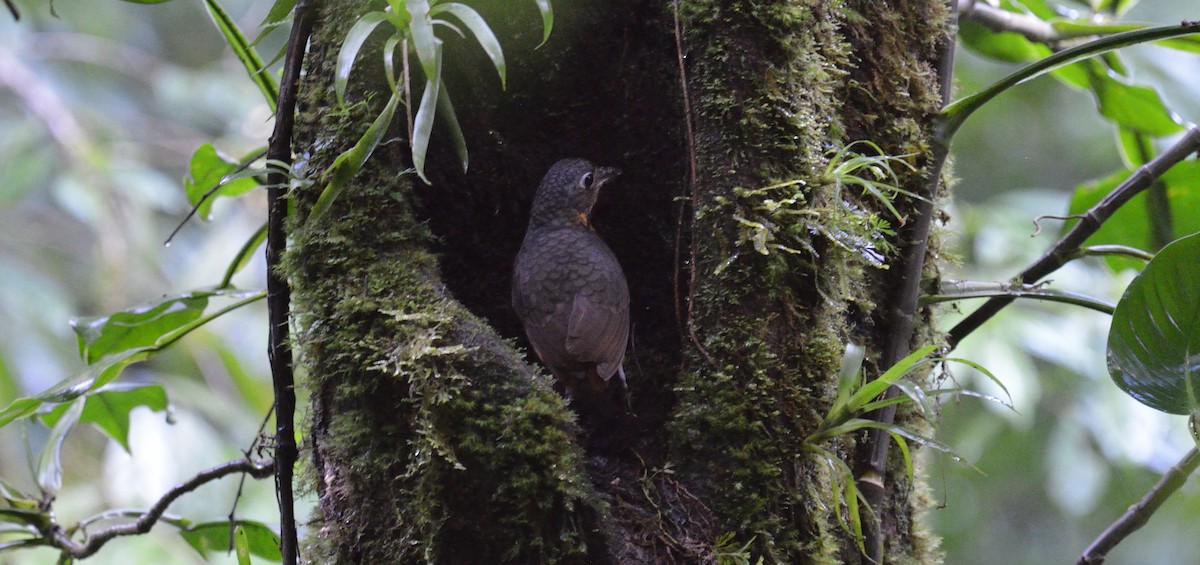 Scaled Antpitta - ML642392112