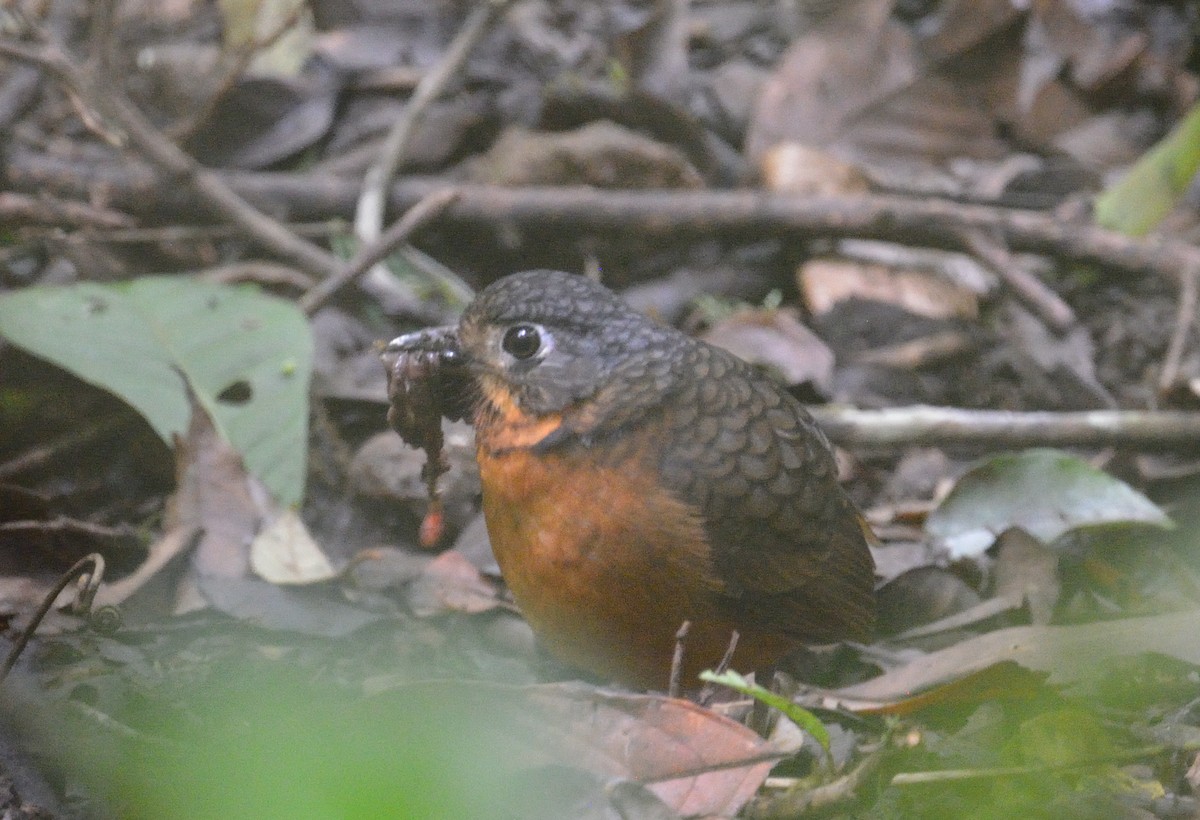 Scaled Antpitta - ML642392113