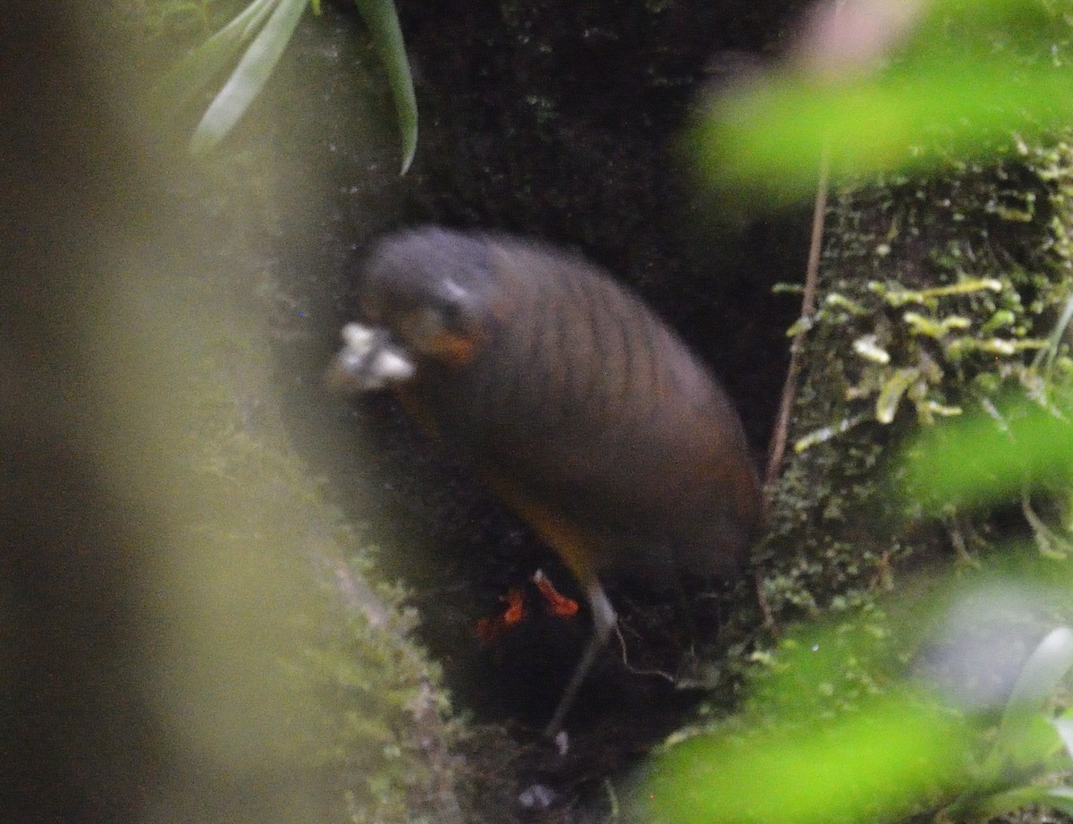 Scaled Antpitta - ML642392114