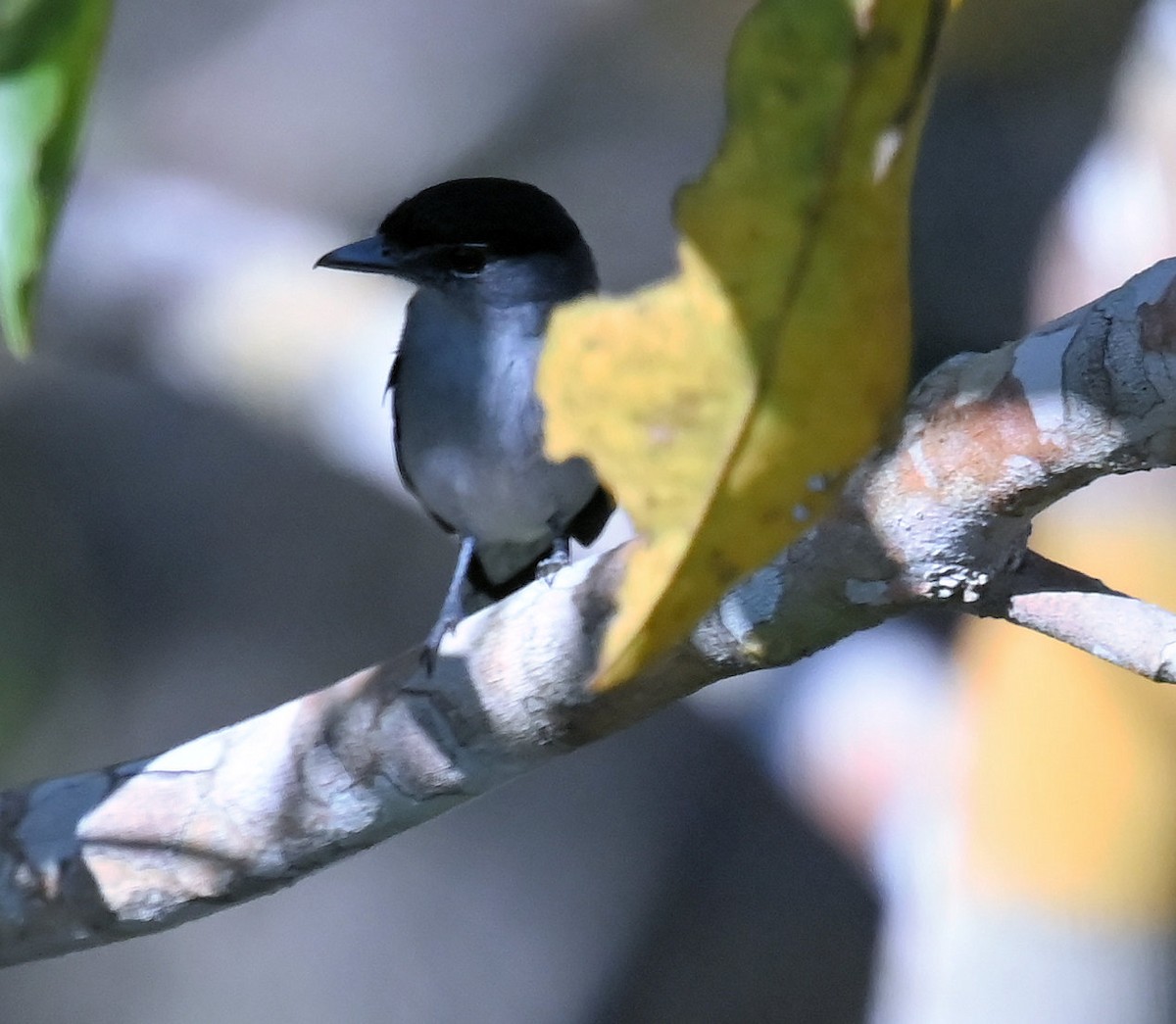 Black-capped Becard - ML642392115
