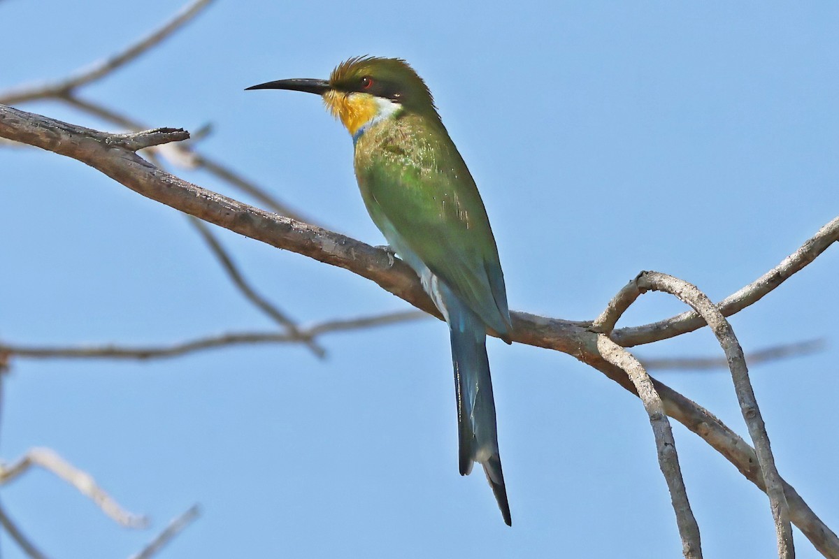 Abejaruco Golondrina - ML642392119