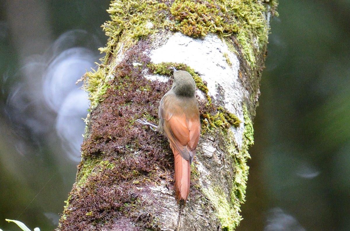Olivaceous Woodcreeper - ML642392125
