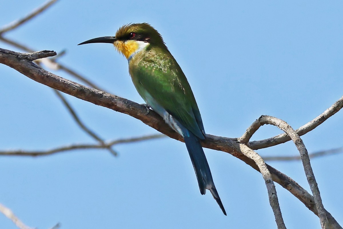 Abejaruco Golondrina - ML642392128