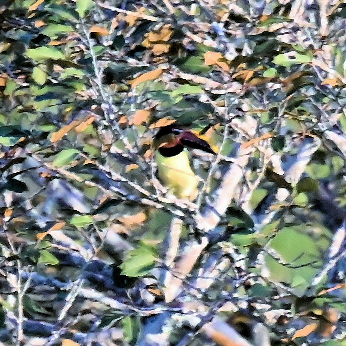 Green Aracari - ML642392129