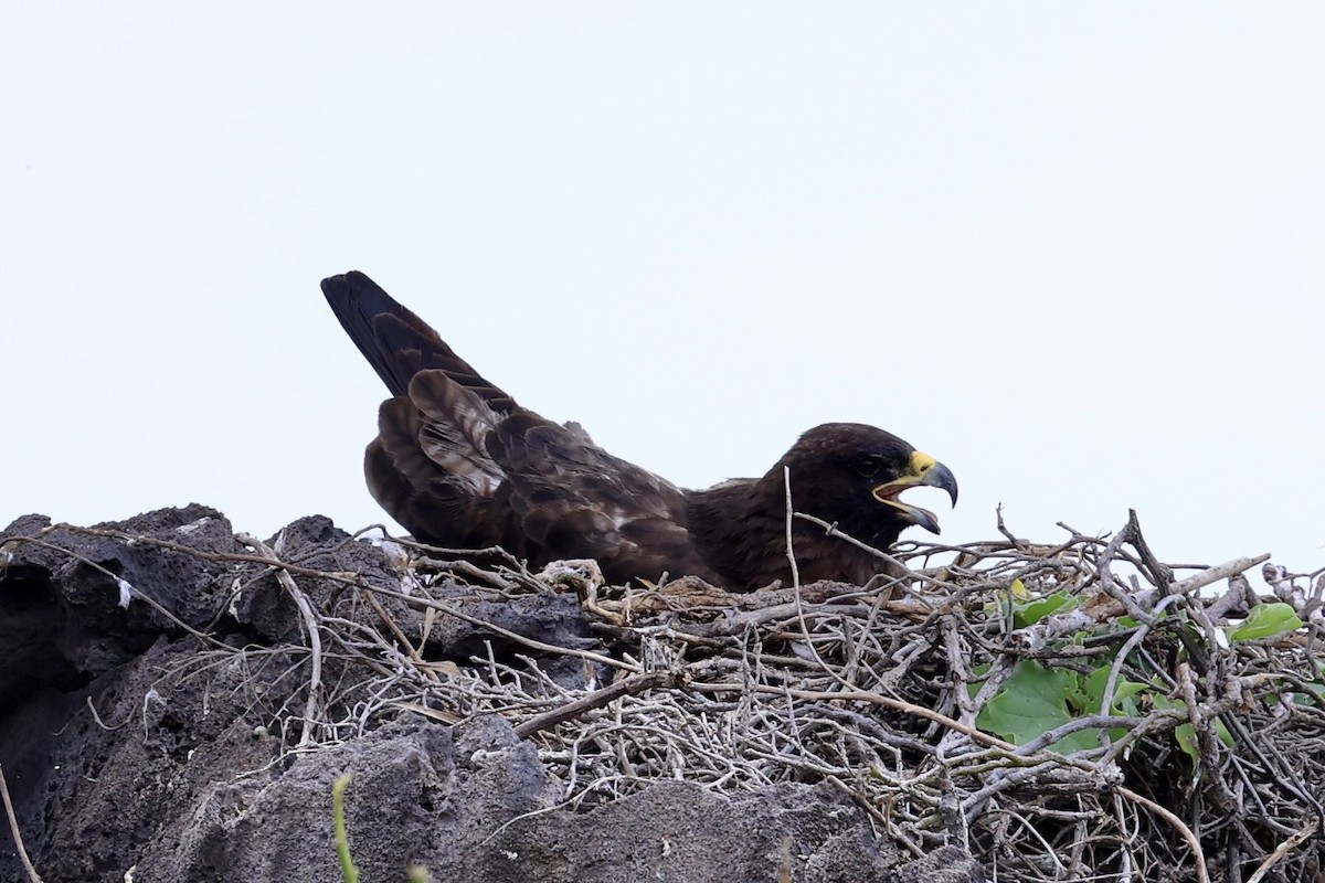 Galapagos Hawk - ML642392132