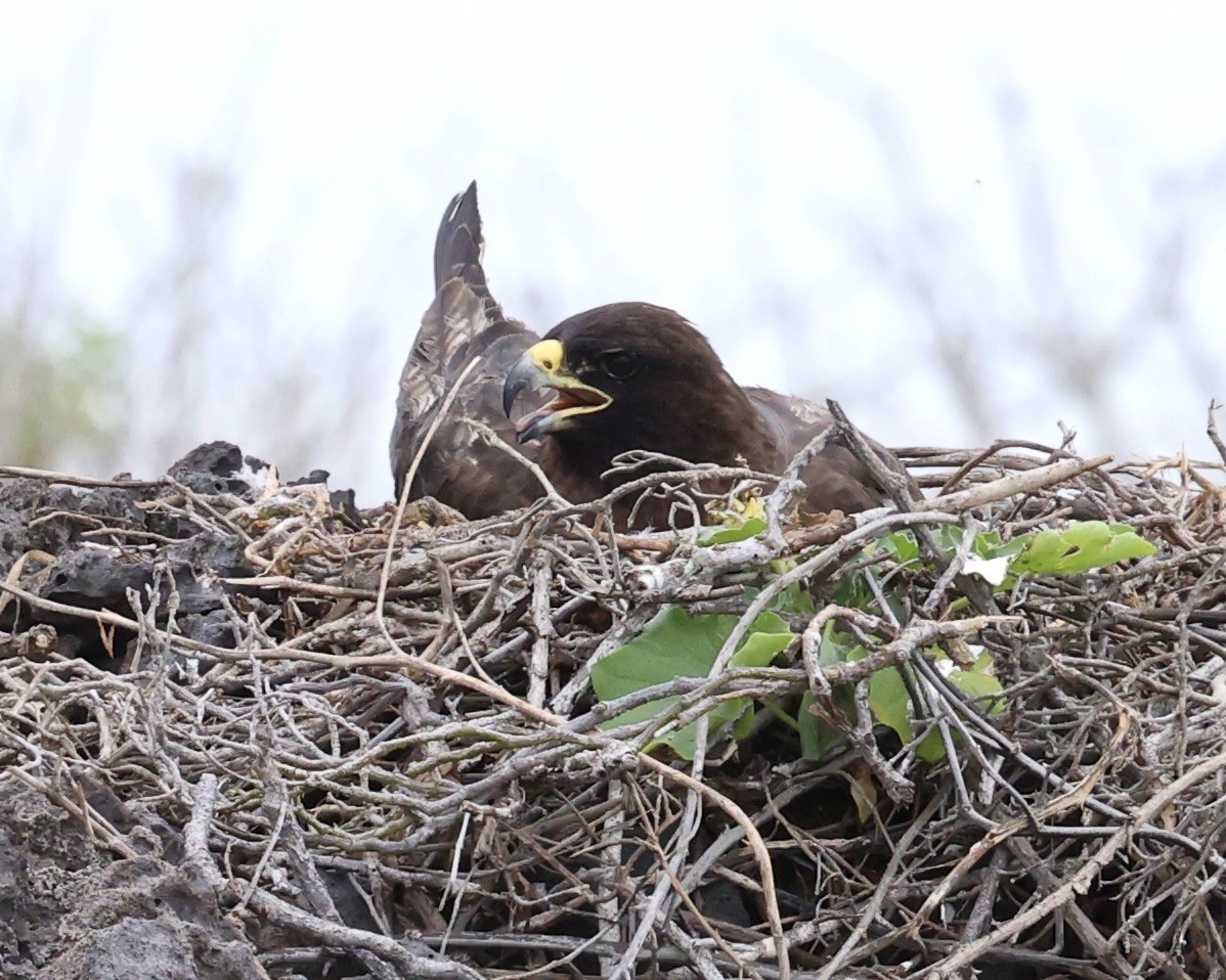 Galapagos Hawk - ML642392138