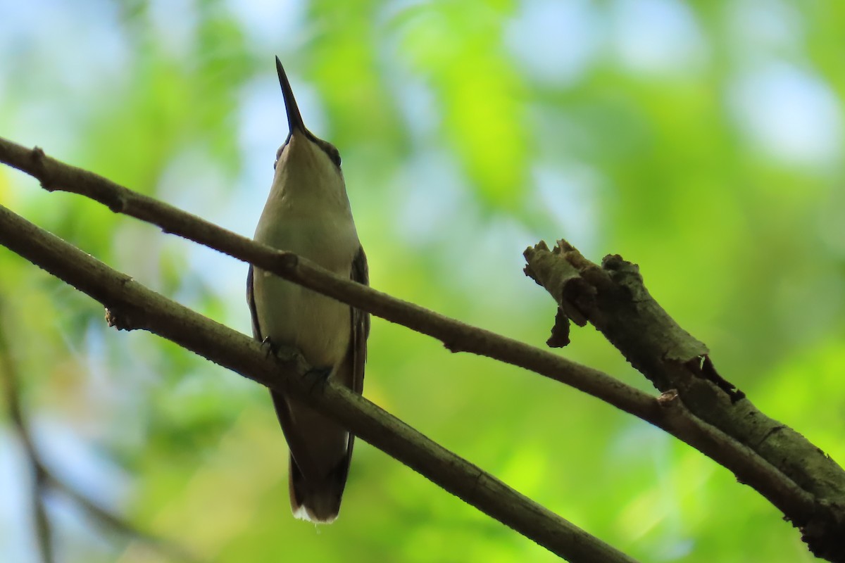 Ruby-throated Hummingbird - ML642392163