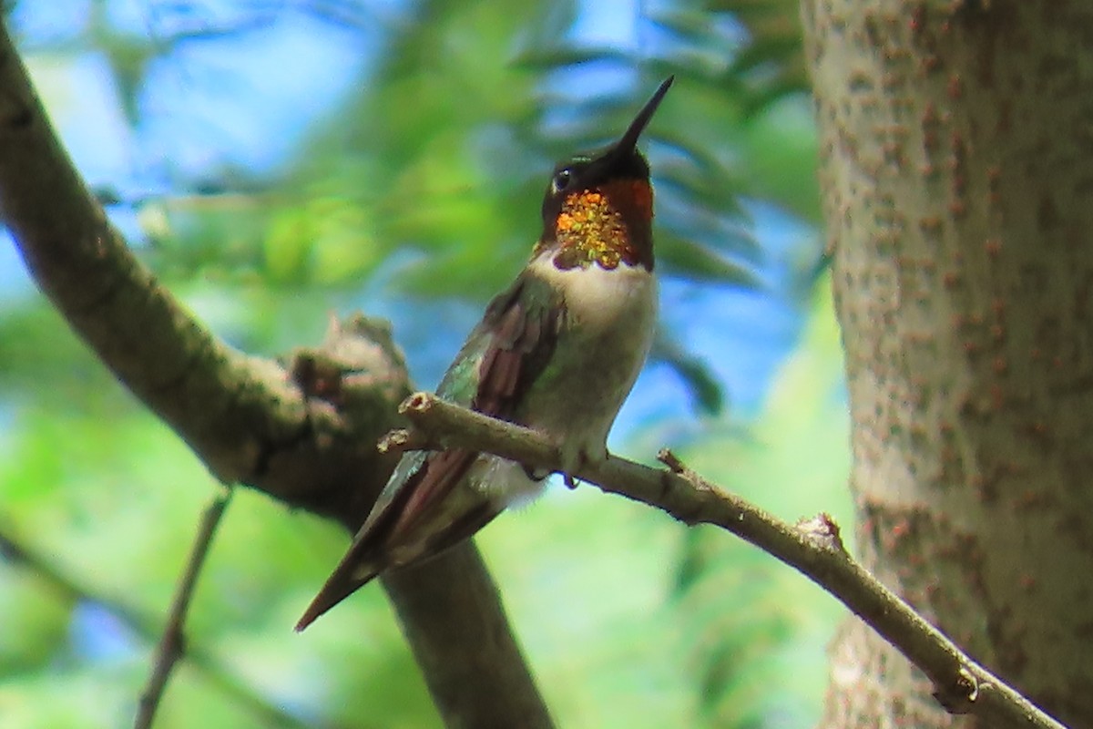 Ruby-throated Hummingbird - ML642392164