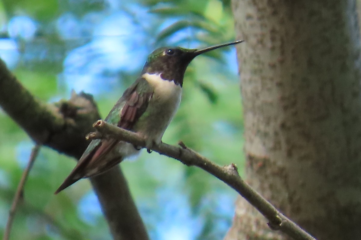 Ruby-throated Hummingbird - ML642392165