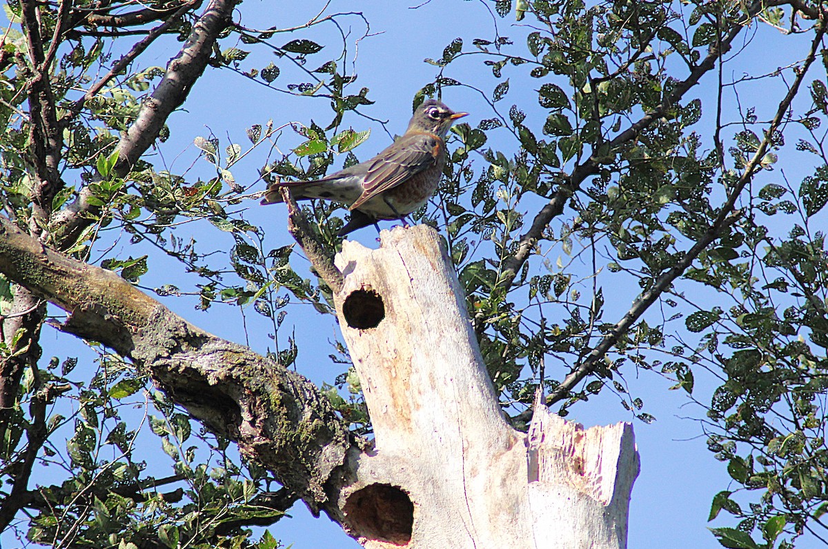 American Robin - ML642392166