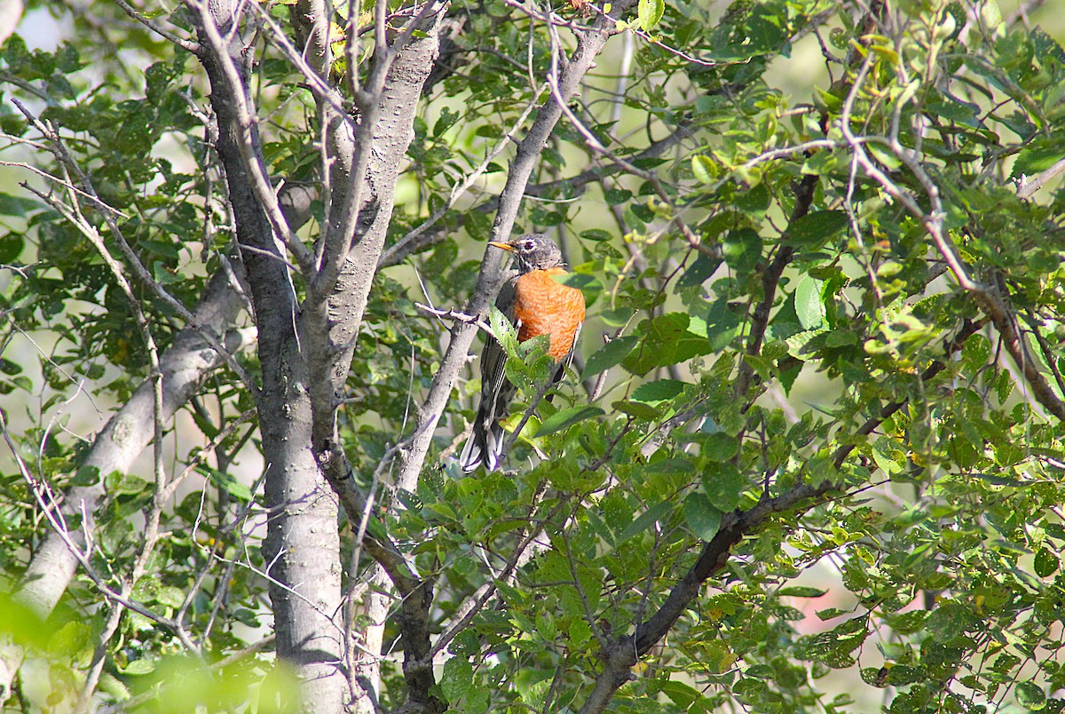 American Robin - ML642392167